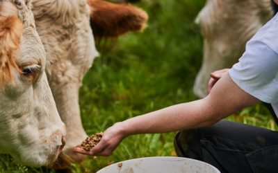 Quels impacts d’une alimentation Bleu-Blanc-Coeur sur la santé animale ?