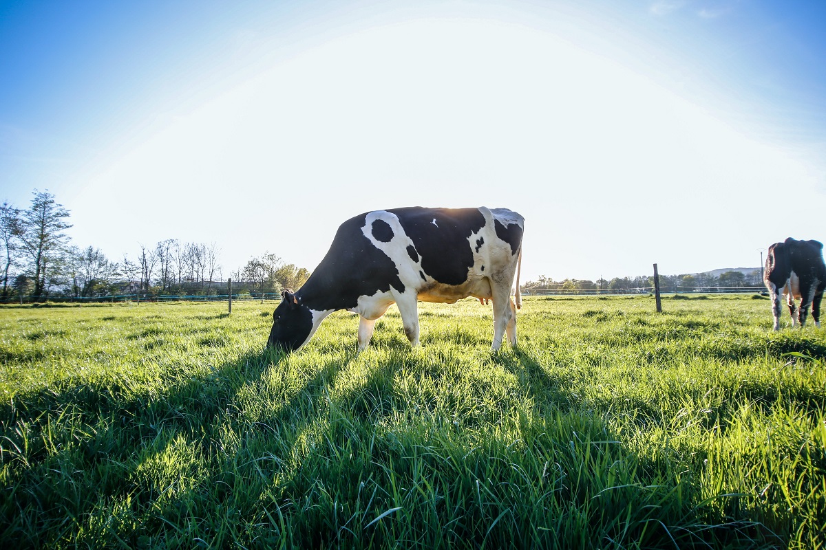 vache dans un champs