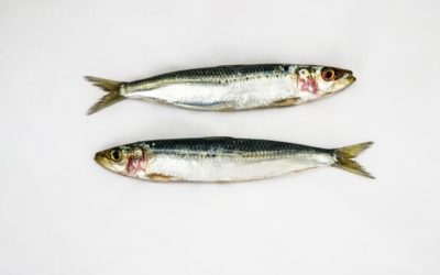 C’est quoi des sardines Bleu-Blanc-Coeur ?
