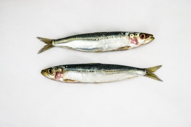 sardines Bleu-Blanc-Coeur